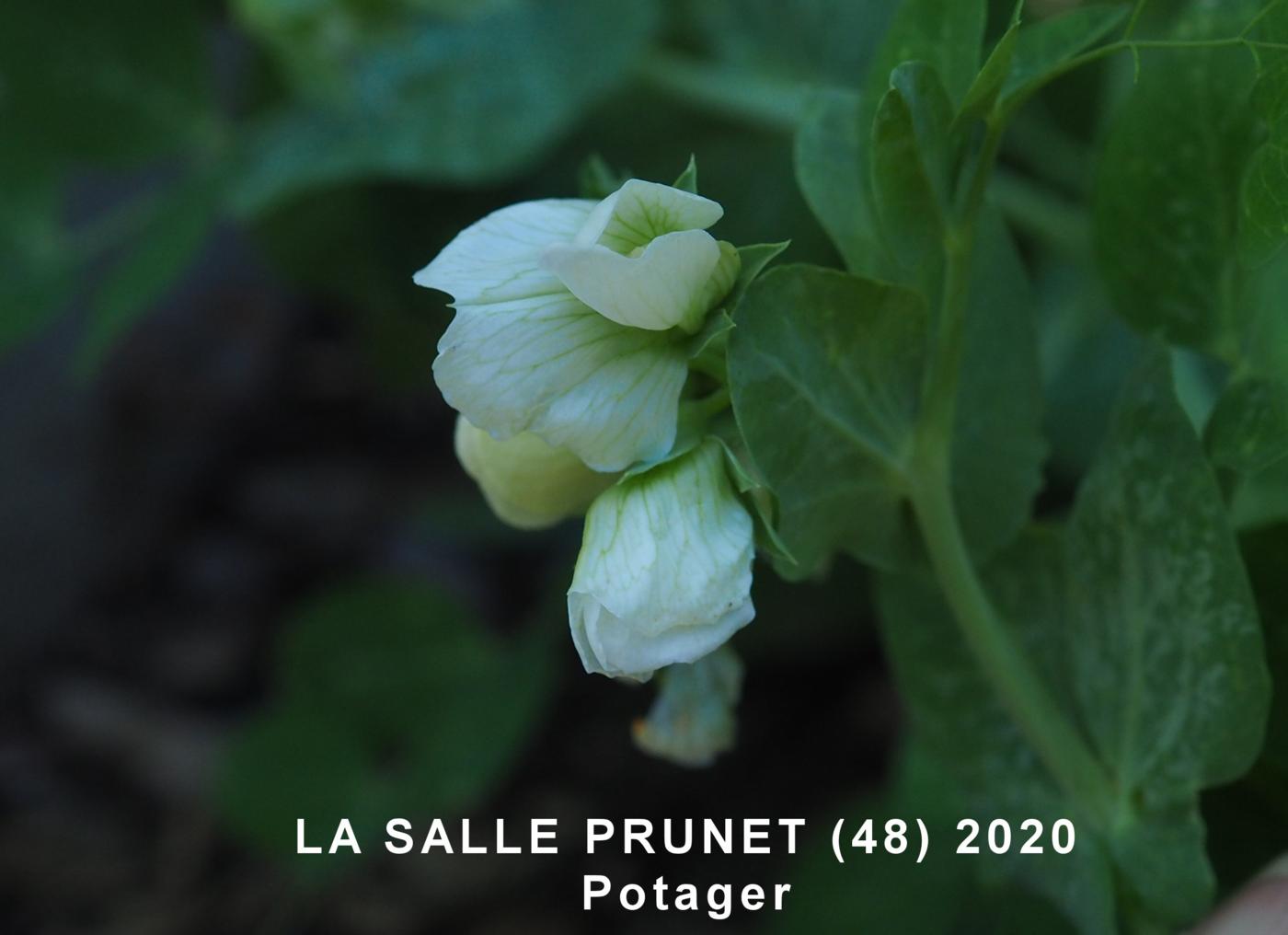 Pea, Cultivated flower